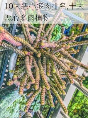 10大恶心多肉排名,十大恶心多肉植物