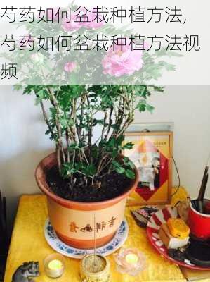 芍药如何盆栽种植方法,芍药如何盆栽种植方法视频