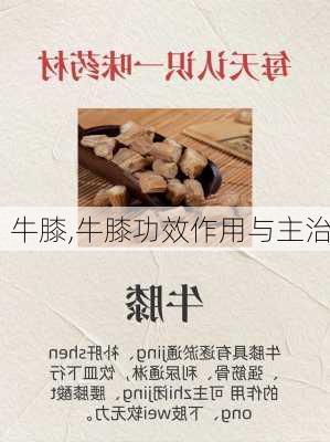 牛膝,牛膝功效作用与主治