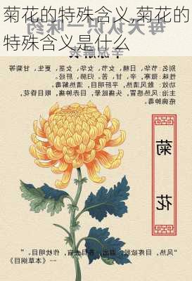 菊花的特殊含义,菊花的特殊含义是什么-第1张图片-花卉百科