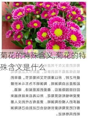 菊花的特殊含义,菊花的特殊含义是什么-第2张图片-花卉百科