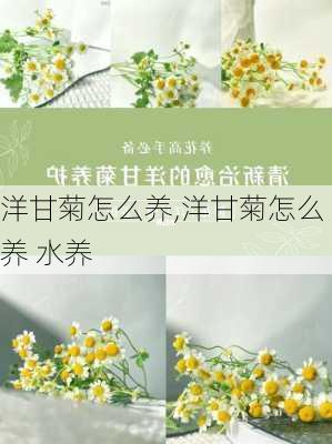 洋甘菊怎么养,洋甘菊怎么养 水养