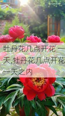 牡丹花几点开花 一天,牡丹花几点开花一天之内