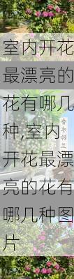 室内开花最漂亮的花有哪几种,室内开花最漂亮的花有哪几种图片