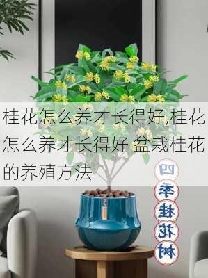 桂花怎么养才长得好,桂花怎么养才长得好 盆栽桂花的养殖方法