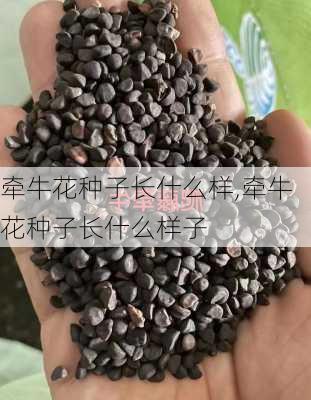 牵牛花种子长什么样,牵牛花种子长什么样子