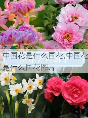 中国花是什么国花,中国花是什么国花图片-第2张图片-花卉百科