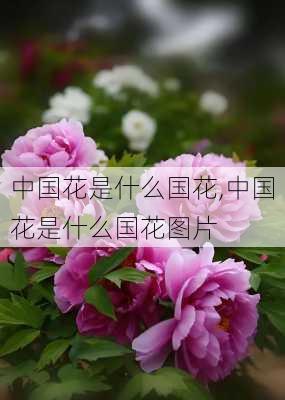 中国花是什么国花,中国花是什么国花图片