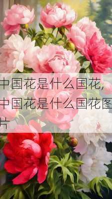 中国花是什么国花,中国花是什么国花图片-第3张图片-花卉百科