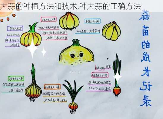 大蒜的种植方法和技术,种大蒜的正确方法-第2张图片-花卉百科