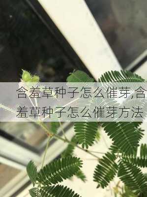 含羞草种子怎么催芽,含羞草种子怎么催芽方法