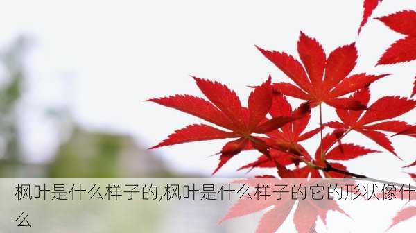 枫叶是什么样子的,枫叶是什么样子的它的形状像什么