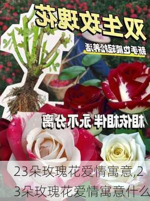 23朵玫瑰花爱情寓意,23朵玫瑰花爱情寓意什么