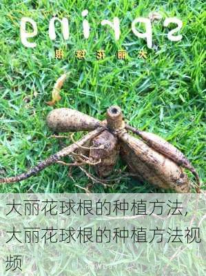 大丽花球根的种植方法,大丽花球根的种植方法视频