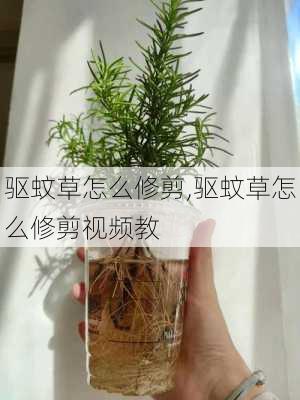 驱蚊草怎么修剪,驱蚊草怎么修剪视频教