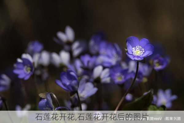 石莲花开花,石莲花开花后的图片-第2张图片-花卉百科