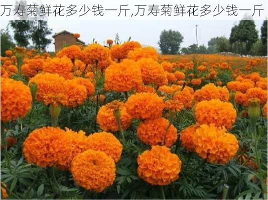 万寿菊鲜花多少钱一斤,万寿菊鲜花多少钱一斤-第3张图片-花卉百科