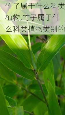 竹子属于什么科类植物,竹子属于什么科类植物类别的