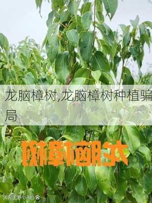 龙脑樟树,龙脑樟树种植骗局-第2张图片-花卉百科