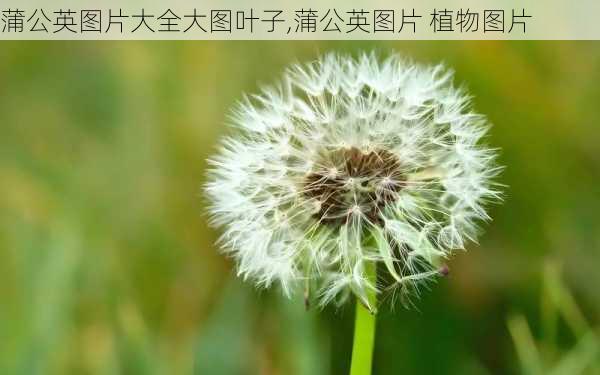 蒲公英图片大全大图叶子,蒲公英图片 植物图片