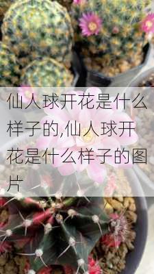 仙人球开花是什么样子的,仙人球开花是什么样子的图片-第3张图片-花卉百科