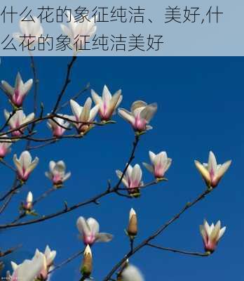 什么花的象征纯洁、美好,什么花的象征纯洁美好-第1张图片-花卉百科