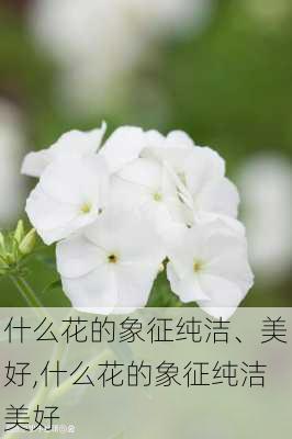 什么花的象征纯洁、美好,什么花的象征纯洁美好-第3张图片-花卉百科