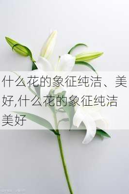 什么花的象征纯洁、美好,什么花的象征纯洁美好-第2张图片-花卉百科