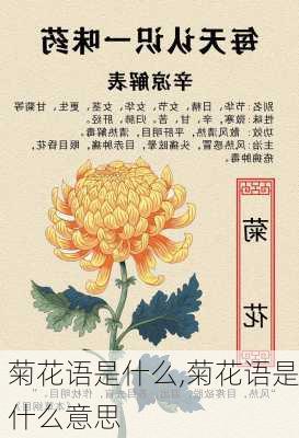 菊花语是什么,菊花语是什么意思