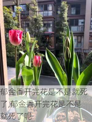 郁金香开完花是不是就死了,郁金香开完花是不是就死了呢