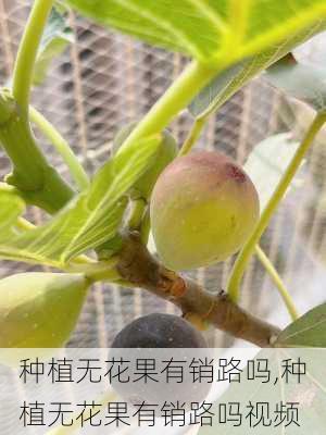 种植无花果有销路吗,种植无花果有销路吗视频-第3张图片-花卉百科