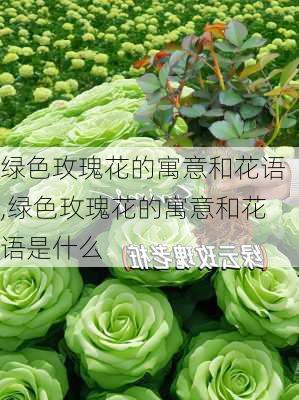 绿色玫瑰花的寓意和花语,绿色玫瑰花的寓意和花语是什么