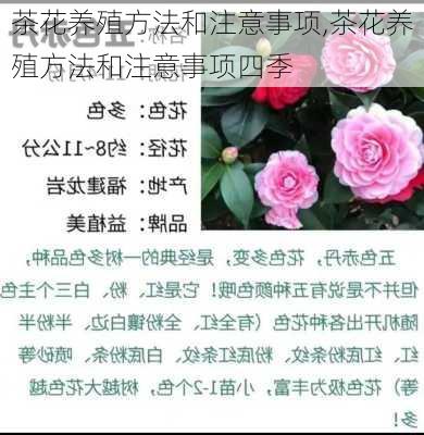 茶花养殖方法和注意事项,茶花养殖方法和注意事项四季