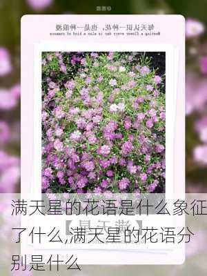 满天星的花语是什么象征了什么,满天星的花语分别是什么