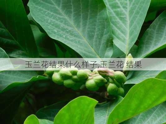 玉兰花结果什么样子,玉兰花 结果