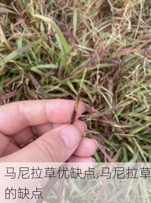 马尼拉草优缺点,马尼拉草的缺点