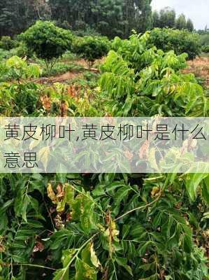 黄皮柳叶,黄皮柳叶是什么意思-第2张图片-花卉百科