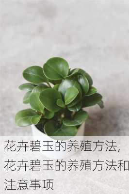 花卉碧玉的养殖方法,花卉碧玉的养殖方法和注意事项