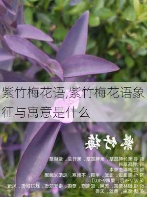 紫竹梅花语,紫竹梅花语象征与寓意是什么