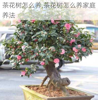 茶花树怎么养,茶花树怎么养家庭养法-第3张图片-花卉百科