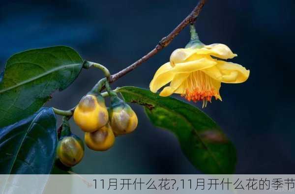 11月开什么花?,11月开什么花的季节