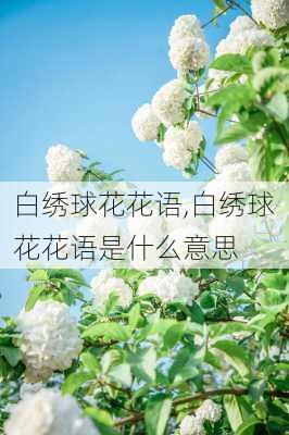 白绣球花花语,白绣球花花语是什么意思