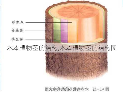 木本植物茎的结构,木本植物茎的结构图