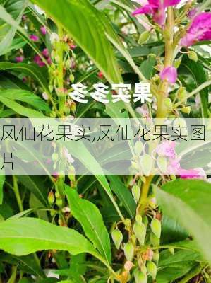 凤仙花果实,凤仙花果实图片