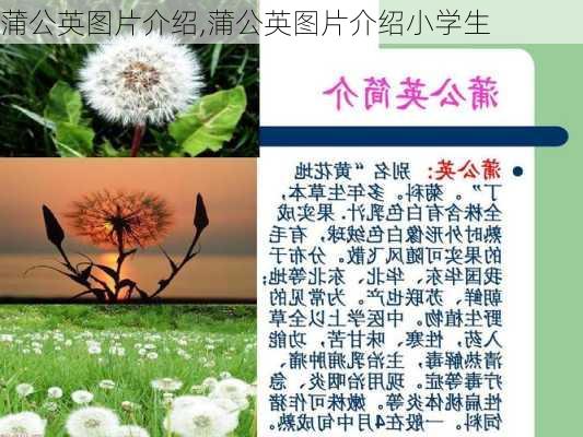 蒲公英图片介绍,蒲公英图片介绍小学生-第2张图片-花卉百科