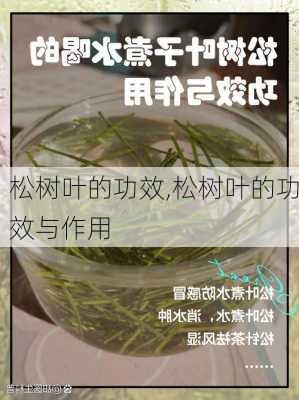 松树叶的功效,松树叶的功效与作用-第2张图片-花卉百科