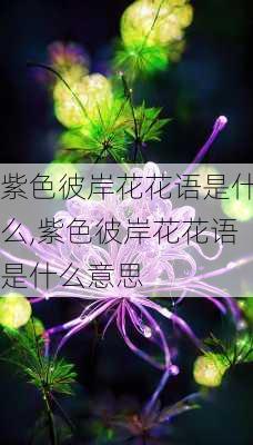 紫色彼岸花花语是什么,紫色彼岸花花语是什么意思-第2张图片-花卉百科