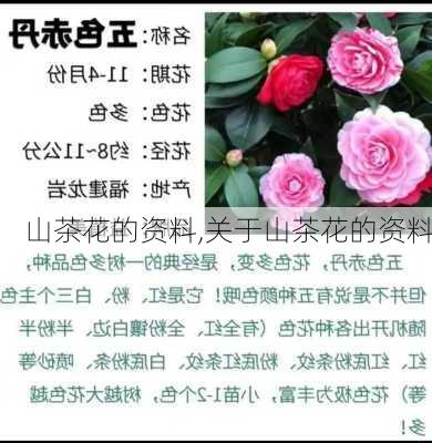 山茶花的资料,关于山茶花的资料-第1张图片-花卉百科