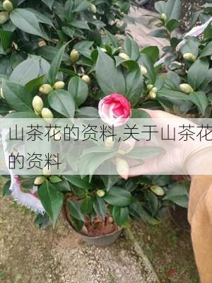 山茶花的资料,关于山茶花的资料-第3张图片-花卉百科