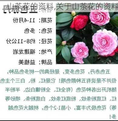 山茶花的资料,关于山茶花的资料-第2张图片-花卉百科